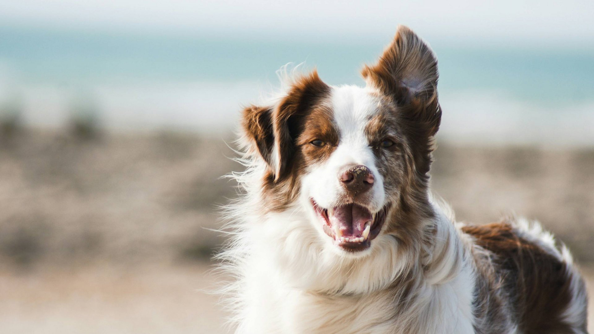 Vacanze sul Lago di Garda con il cane